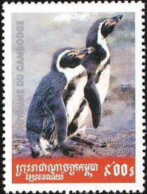 Humboldt Penguin (Spheniscus humboldti)