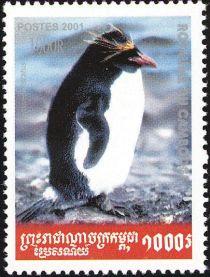 Southern Rockhopper Penguin (Eudyptes chrysocome)