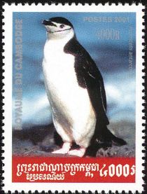 Chinstrap Penguin (Pygoscelis antarctica)