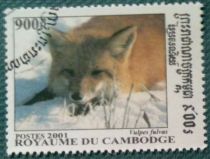 Red Fox (Vulpes vulpes)