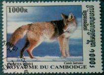 Coyote (Canis latrans)