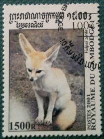 Fennek (Fennecus zerda)