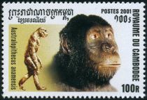 Australopithecus amanensis