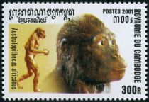 Australopithecus africanus