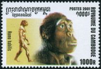 Homo habilis