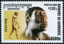 Homo erectus