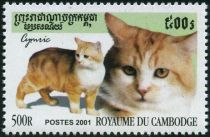 Cymric Cat (Felis silvestris catus)