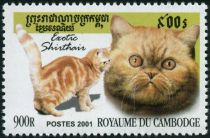 Exotic Shorthair (Felis silvestris catus)