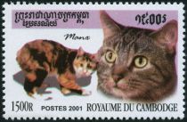 Manx Cat (Felis silvestris catus)