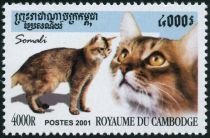 Somalian Cat (Felis silvestris catus)