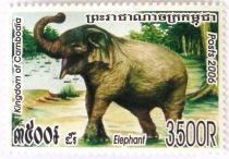 Asian Elephant (Elephas maximus)