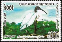 Black-headed Ibis (Threskiornis melanocephalus)