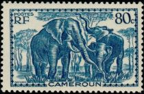 African Elephant (Loxodonta africana)