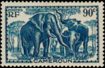 African Elephant (Loxodonta africana)