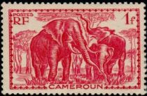 African Elephant (Loxodonta africana)