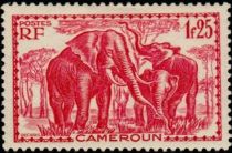 African Elephant (Loxodonta africana)