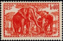 African Elephant (Loxodonta africana)