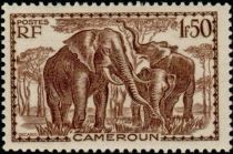 African Elephant (Loxodonta africana)