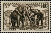 African Elephant (Loxodonta africana)