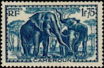 African Elephant (Loxodonta africana)