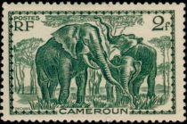 African Elephant (Loxodonta africana)