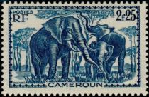 African Elephant (Loxodonta africana)