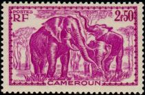 African Elephant (Loxodonta africana)