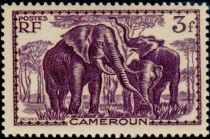 African Elephant (Loxodonta africana)