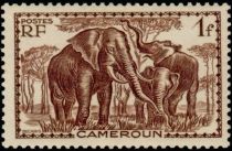 African Elephant (Loxodonta africana)