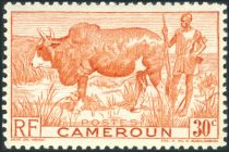 Zebu (Bos primigenius indicus), Herdsman