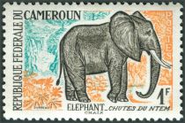 African Elephant (Loxodonta africana)