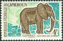 African Elephant (Loxodonta africana)