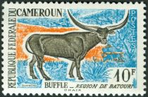 Watussi Cattle (Bos primigenius taurus)