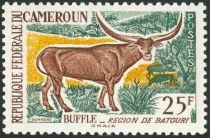 Watussi Cattle (Bos primigenius taurus)