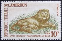 Lion (Panthera leo)