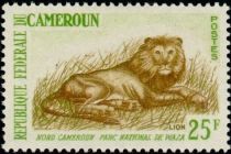 Lion (Panthera leo)