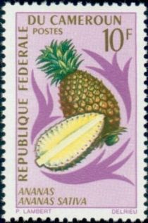 Pineapple (Ananas sativa)