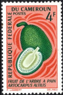 Breadfruit (Artocarpus altilis)