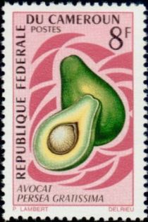 Avocado (Persea americana)