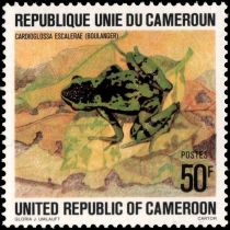 Equatorial Guinea Long-fingered Frog (Cardioglossa escalerae