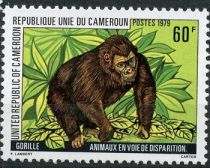 Western Gorilla (Gorilla gorilla)