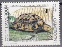 Forest Hinge-back Tortoise (Kinixys erosa)