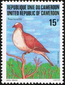 Red-eyed Dove (Streptopelia semitorquata )