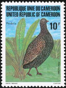 Cameroon Francolin (Pternistis camerunensis)