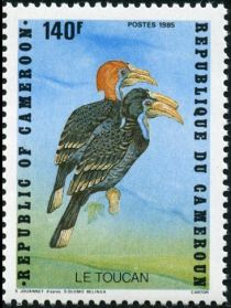 Black-casqued Hornbill (Ceratogymna atrata)