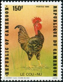 Rooster (Gallus gallus domesticus)