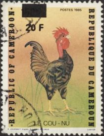 Rooster (Gallus gallus domesticus)