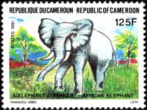 African Elephant (Loxodonta africana)