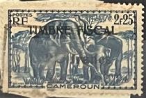 African Elephant (Loxodonta africana)