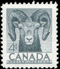 Bighorn Sheep (Ovis canadensis)